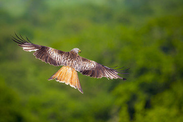 Obraz premium Red Kite in Flight 