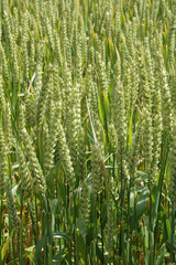Ears of wheat