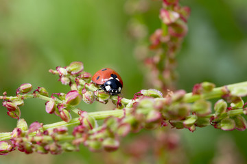 Ladybird