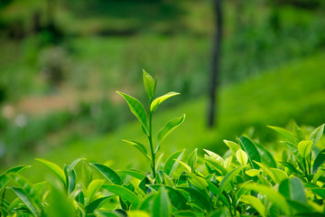 Tea fields in the mountain area in Nuwara Eliya, Sri Lanka
