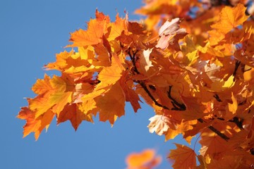 Ahornblätter in orange!