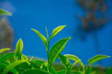 Tea fields in the mountain area in Nuwara Eliya, Sri Lanka
