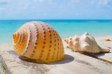 Obraz na płótnie Canvas Sea shells on a old wooden table
