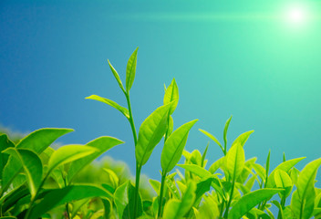 Tea fields in the mountain area in Nuwara Eliya, Sri Lanka
