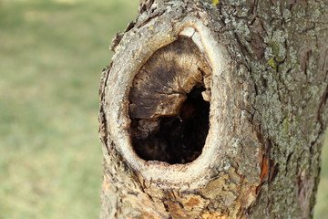 Tree hollow close up