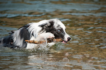 Hund holt Stock aus dem Wasser
