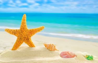 Summer concept with sandy beach, shells and starfish.