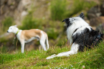 Hundebegegnung