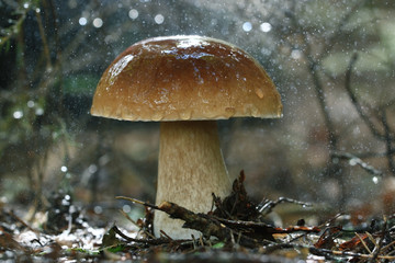 boletus edulis in the forest