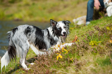 Hund knabbert an Stock