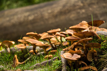 Pilze im Wald, Hallimasch