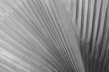 Obraz premium Closeup at leaf of palm tree background in black and white tone