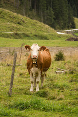 Pinzgauer Kuh auf der Alm