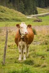 Fototapeta na wymiar Pinzgauer Kuh auf der Alm
