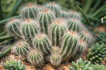 Obraz premium Cactus cluster in the gargen