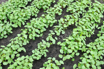 green field of growing buckwheat