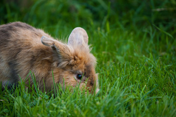 Fressendes Kaninchen