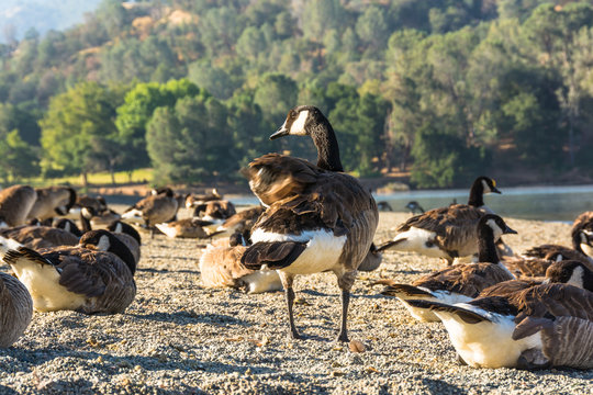 Canada Geese at Del Valle Lake, California