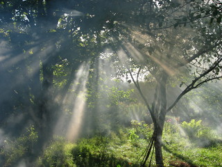 Sunlight bokeh across foliage of a tree, nature background
