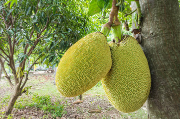 Closeup jackfruit at tree in orchard
