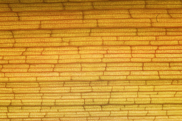 yellow brick texture plant fiber