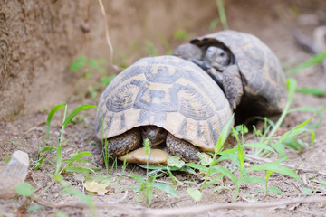 The image of two turtles crawling on the ground