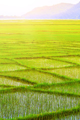 Fototapeta na wymiar paddy fields in Nepal