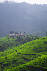 Tea fields in the mountain area in Nuwara Eliya, Sri Lanka
