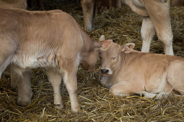 young calf