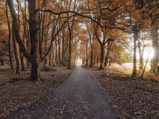 Path in an autumn park.