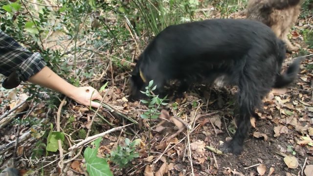 Dog in search of truffles and owner hands