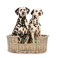 Dalmatian dogs in wicker basket