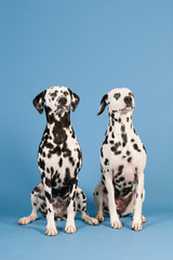 Dalmatian dogs on blue background