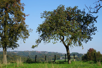 Fototapeta na wymiar apple tree on a meadow