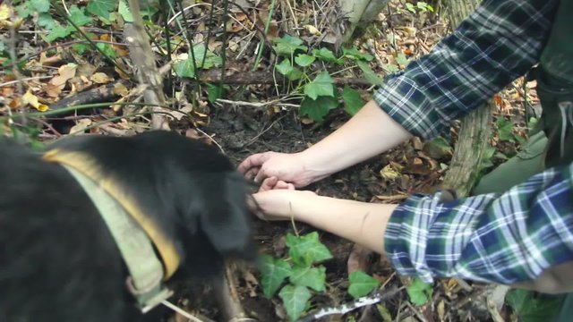 Dog in search of truffles and owner hands