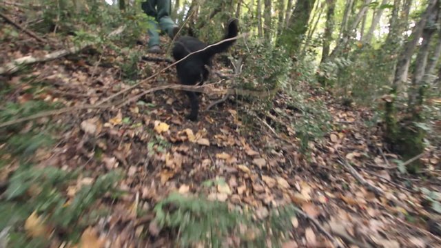 Dog searching truffles POV