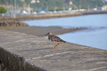 Arenaria interpres in Hondarribia
