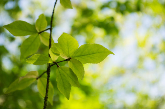 bokeh in sunny forest, Image of twig with  fresh green leaves in