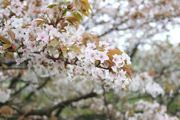 white sakura flower or cherry blossoms.