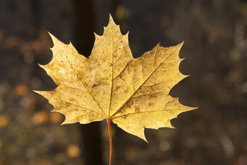 Fototapeta na wymiar Autumn leaf closeup
