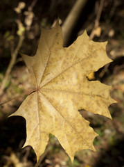 Autumn leaf closeup
