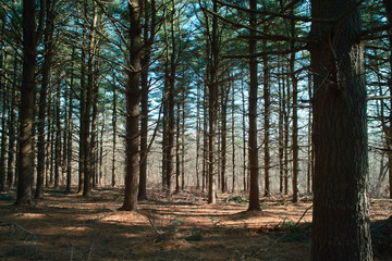 conifer forest in the morning