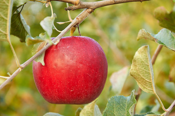 morning dew is drying on red apple
