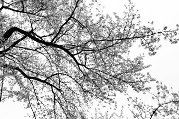 Sakura flower or cherry blossoms ,Black and white style.