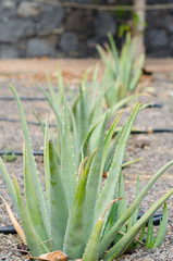 Aloe vera field.