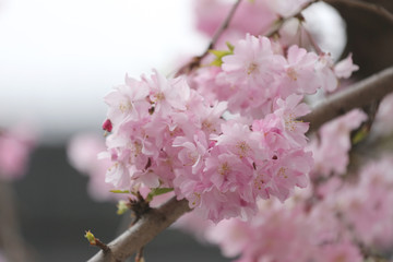 Pink Sakura flower or cherry blossoms.