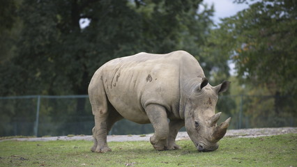 Fototapeta premium rinnoceronte