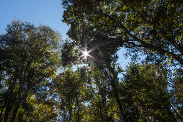 sun light centered through forest in the fall