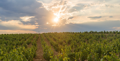 Fototapeta premium Landscape near Orange (Provence)