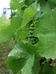 Vigne de Paris